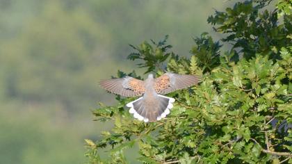 European Turtle Dove