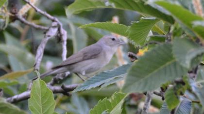 Garden Warbler