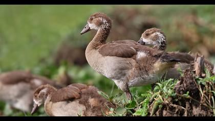 Egyptian Goose