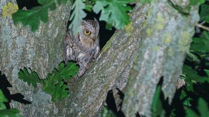 Eurasian Scops Owl