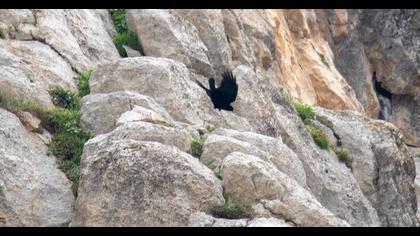 Alpine Chough