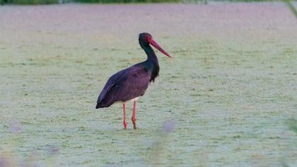 Black Stork