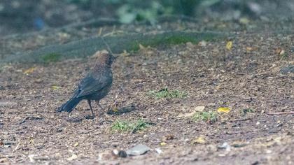 Common Blackbird