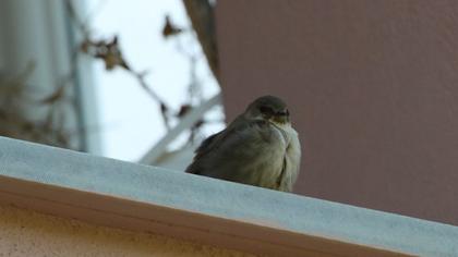 Eurasian Crag Martin