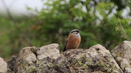 Rock Bunting