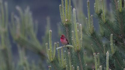 Common Rosefinch