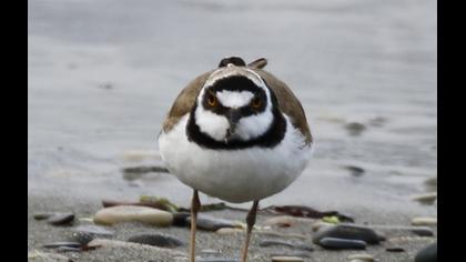 Little Ringed Plover