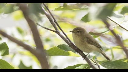 Mountain Chiffchaff