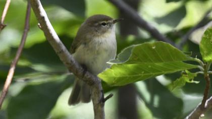 Mountain Chiffchaff