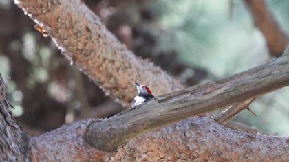 Middle Spotted Woodpecker