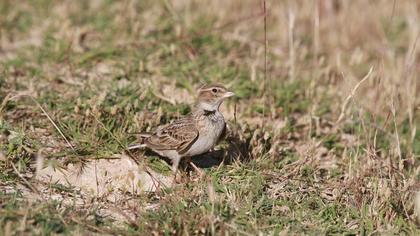 Bimaculated Lark
