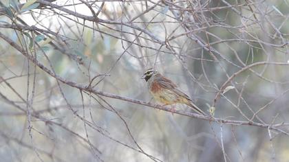Cirl Bunting