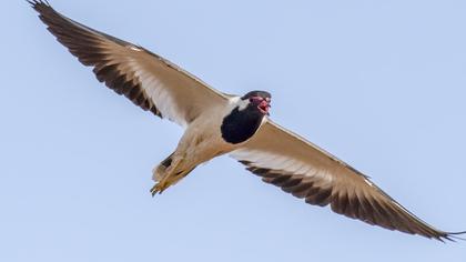 Red-wattled Lapwing