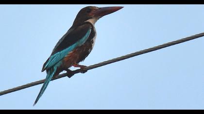 İzmir yalıçapkını