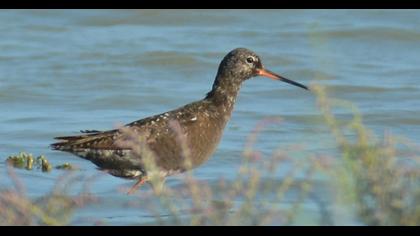 Spotted Redshank