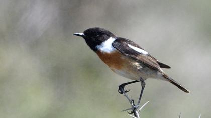European Stonechat