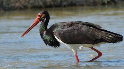 Black Stork