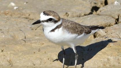 Kentish Plover