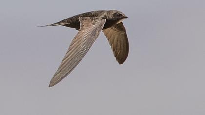 Pallid Swift