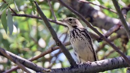 Tree Pipit