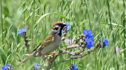 Eurasian Tree Sparrow