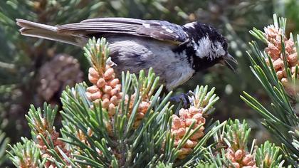 Coal Tit