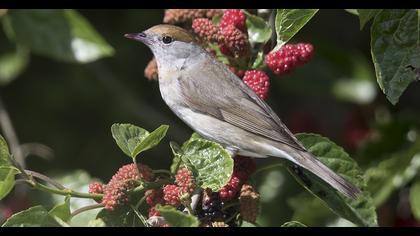 Eurasian Blackcap