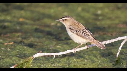 Sedge Warbler