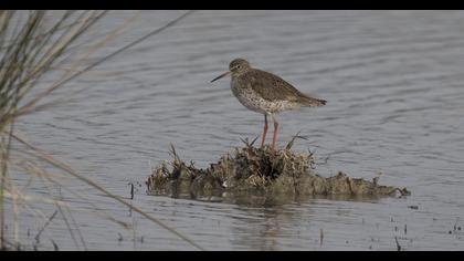 Common Redshank
