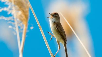 Paddyfield Warbler
