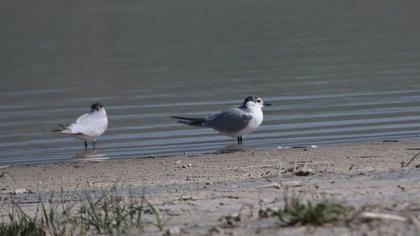 Whiskered Tern