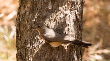 White-throated Robin