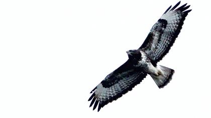 Rough-legged Buzzard