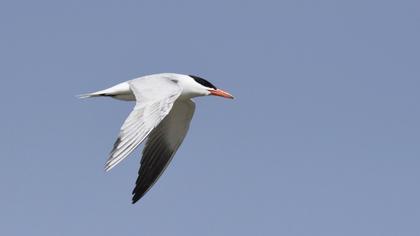 Caspian Tern