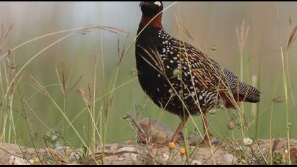 Black Francolin