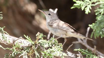 Upcher`s Warbler