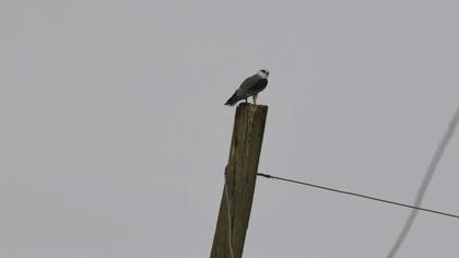 Black-winged Kite