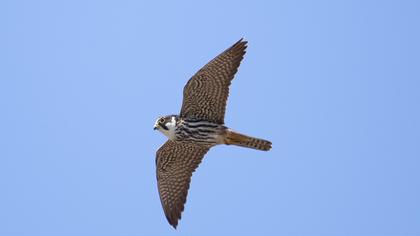 Eurasian Hobby