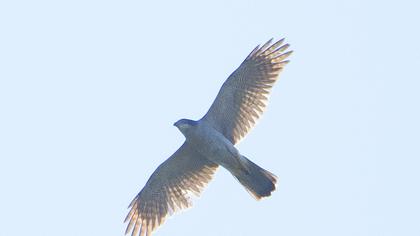 Northern Goshawk