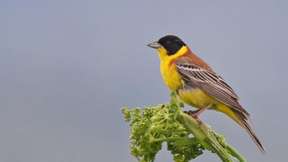 Black-headed Bunting