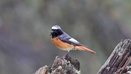 Common Redstart