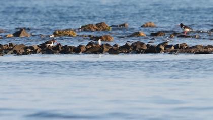 Eurasian Oystercatcher