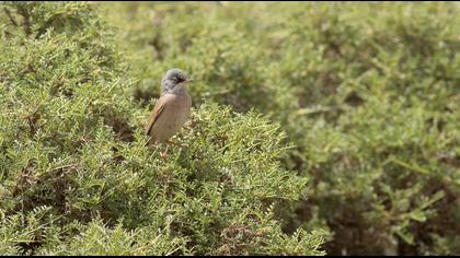 Spectacled Warbler