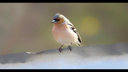 Common Chaffinch