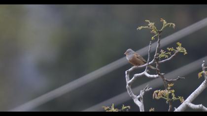 Cretzschmar`s Bunting