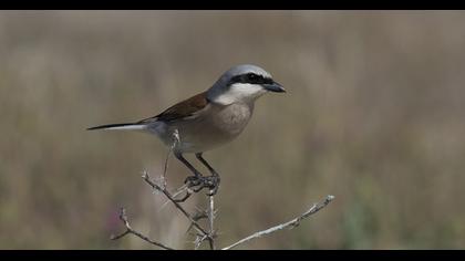 Red-backed Shrike