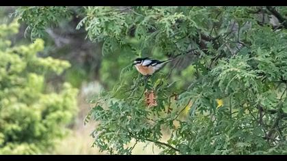 Masked Shrike