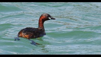 Little Grebe