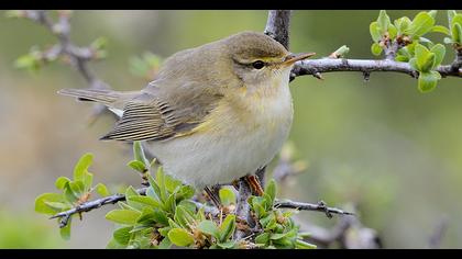 Common Chiffchaff