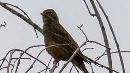 Ortolan Bunting